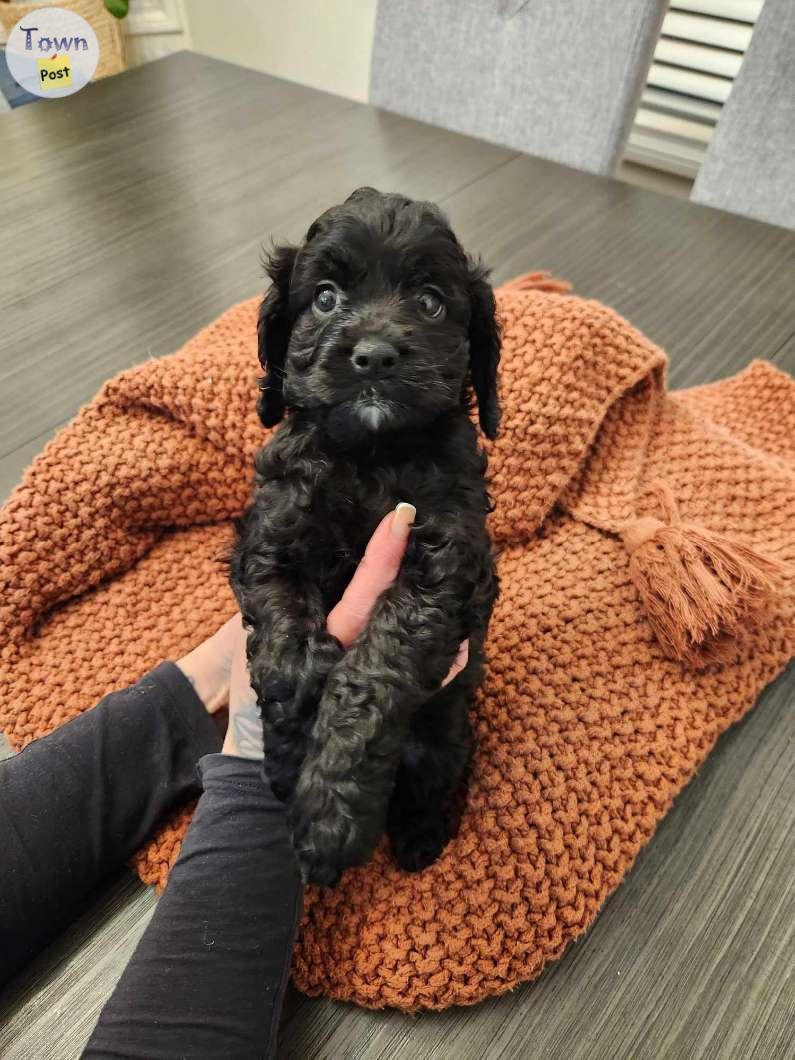 Photo of Cockapoo puppy