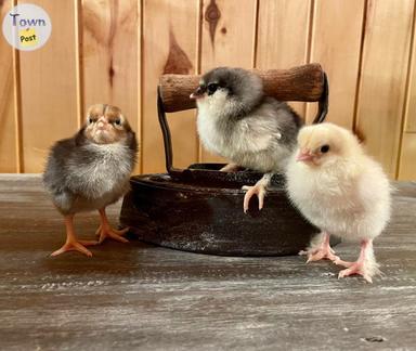 Photo of olive egger chicks - 1