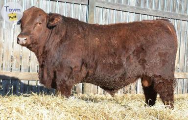 Photo of Yearling Red Angus Bulls - 2