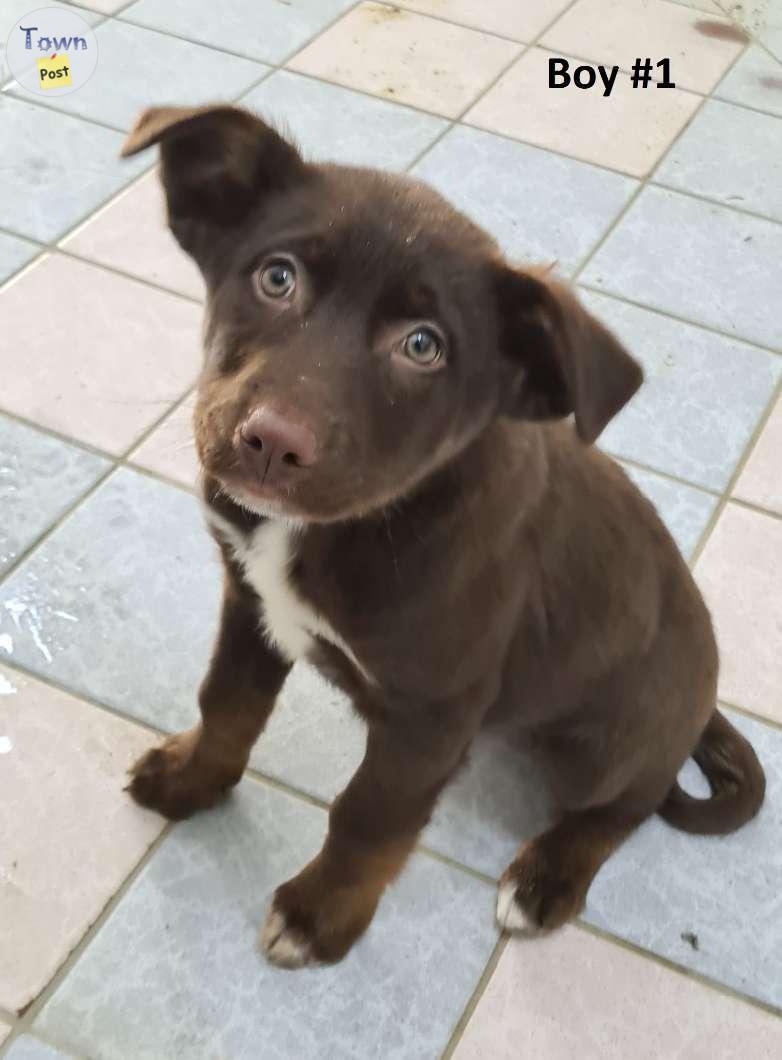 Photo of Border Collie/kelpie x Lab Puppies