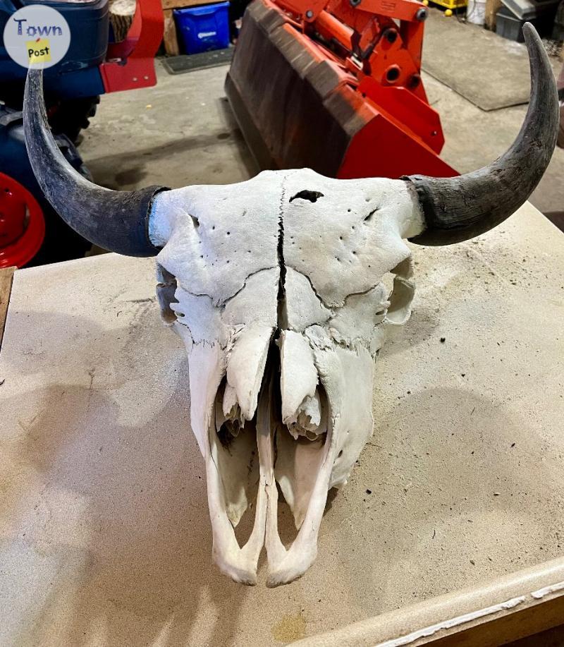 Photo of Plains bison skull for sale