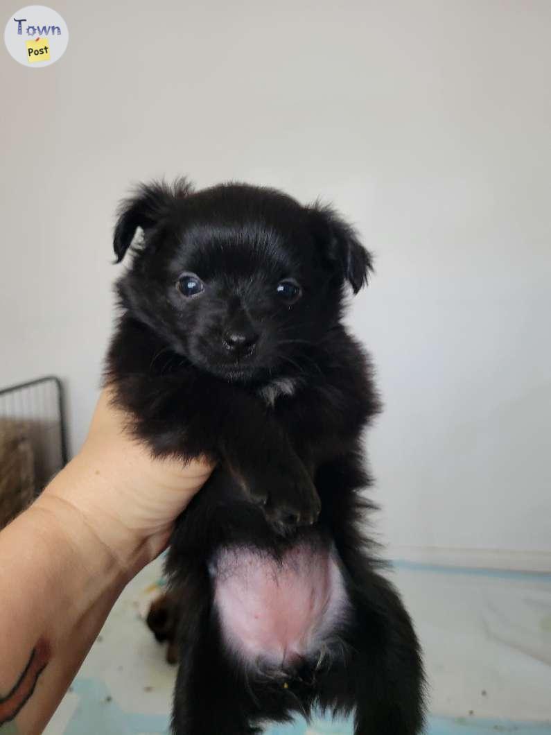 Photo of CHINESE CRESTED POWDERPUFF/ POMERANIAN PUPPIES