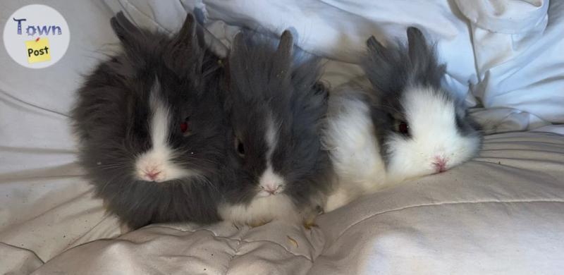 Photo of Lion Head Rabbits/Bunnies