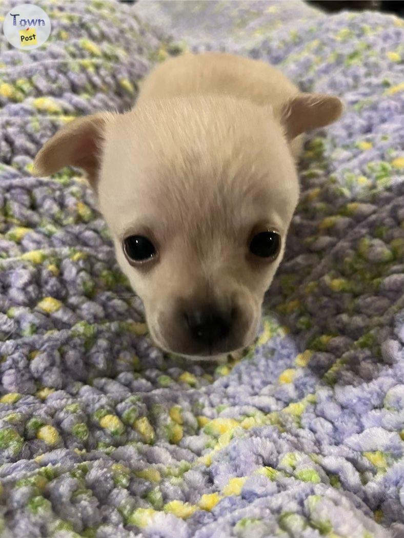 Photo of ONE MALE PUPPY LEFT FOR REHOMING. 