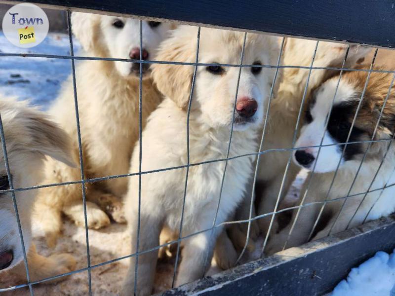 Photo of Livestock guardian puppies