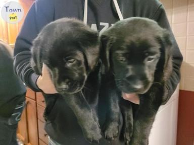 Photo of Purebred CKC Registered lab retriever puppies - 1