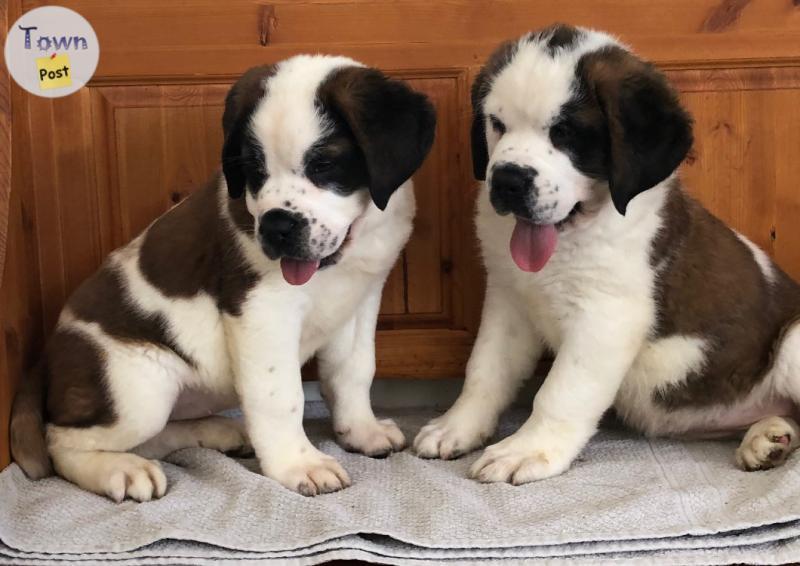 Photo of St Bernard Puppies