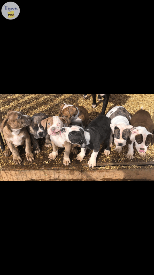 Photo of Staffordshire terrier Cross puppies 