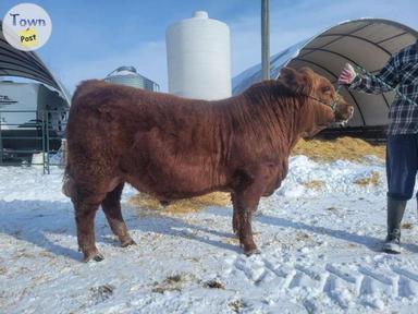 Photo of Yearling Simmental Bull - 1