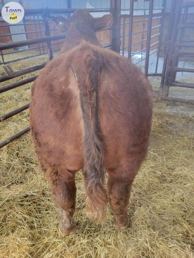 Photo of Yearling Simmental Bull - 2