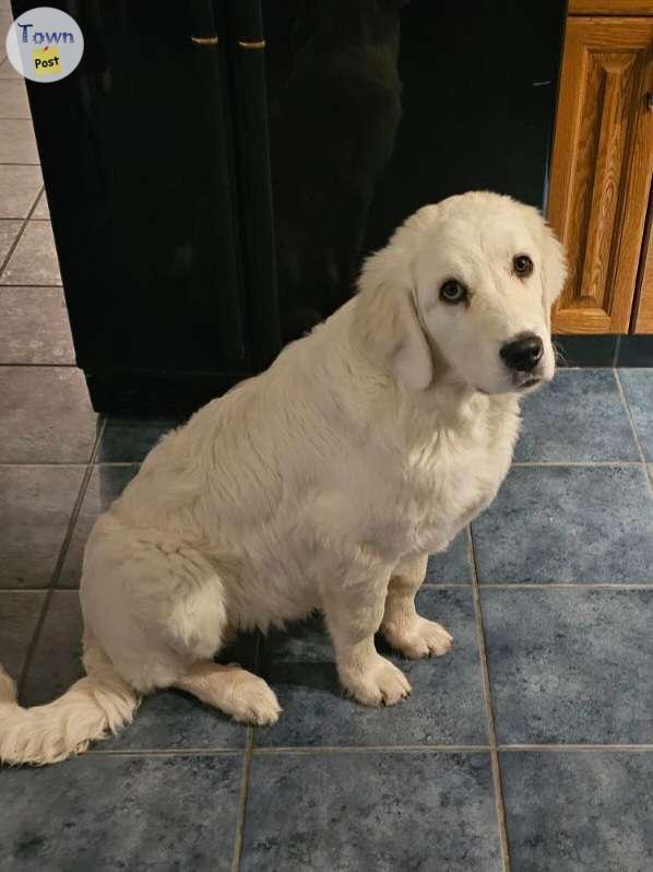 Photo of Purebred Great Pyrenees 