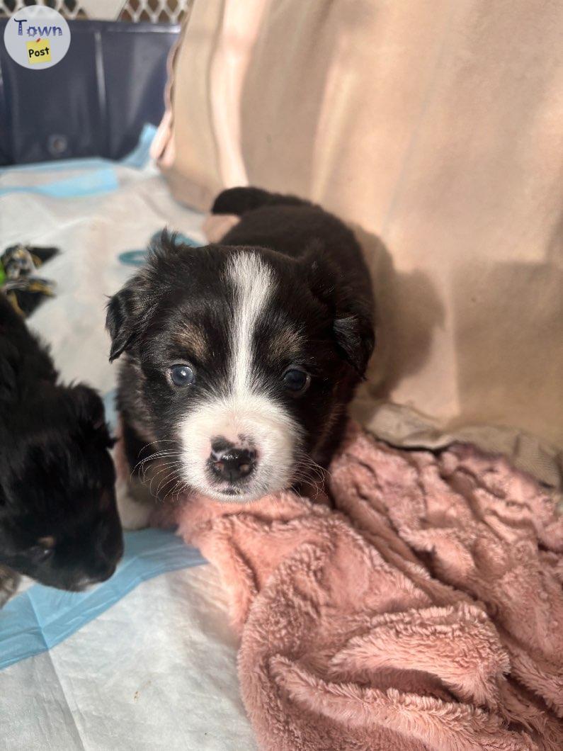 Photo of Mini Aussie Shepards