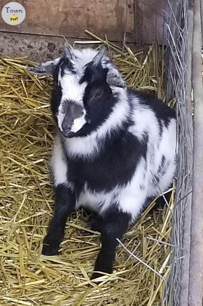 Photo of 3 Wether Goats for sale