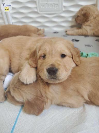 Photo of Golden Retriever Puppies for Sale - 2