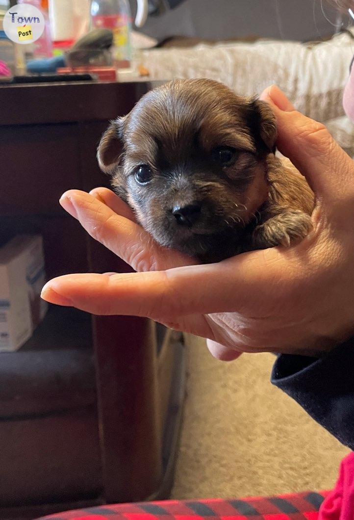 Photo of Yorkie Havanese