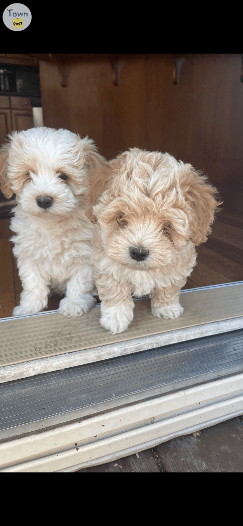 Photo of Maltipoo Puppies ( both males ) 