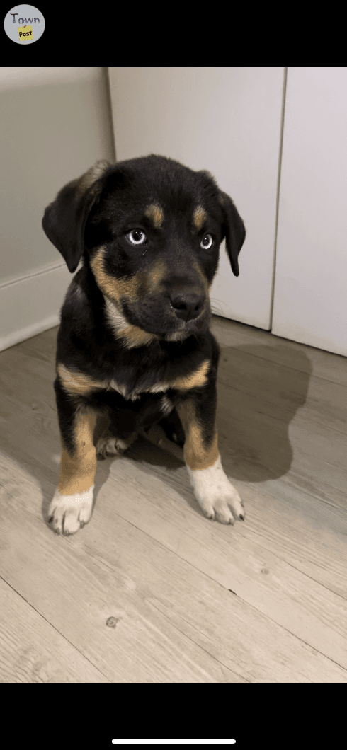 Photo of Rottweiler Puppy