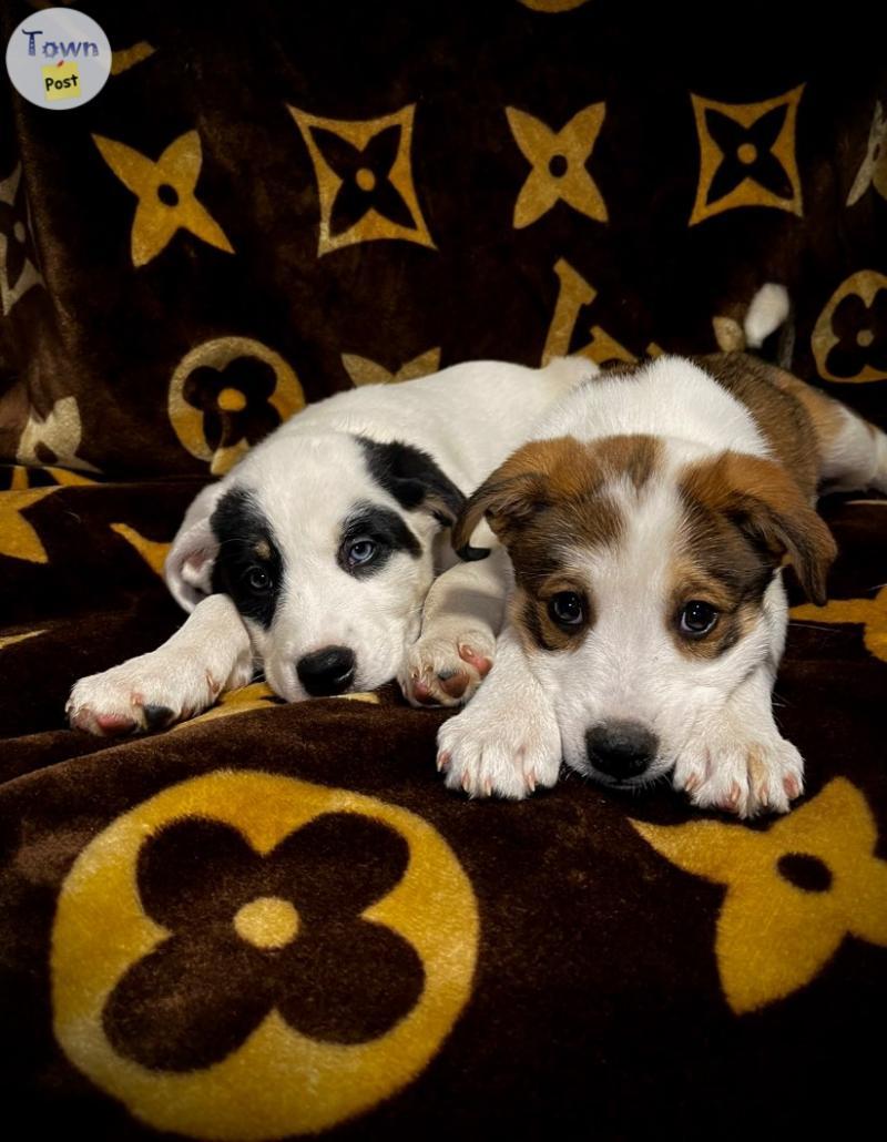 Photo of Husky Cross Puppies 