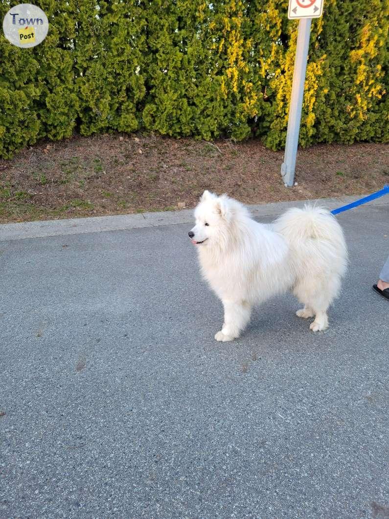 Photo of Samoyed 