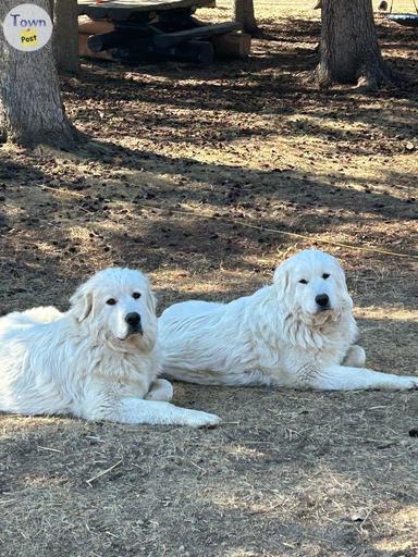 Photo of Free Great Pyrenees female dogs - 1