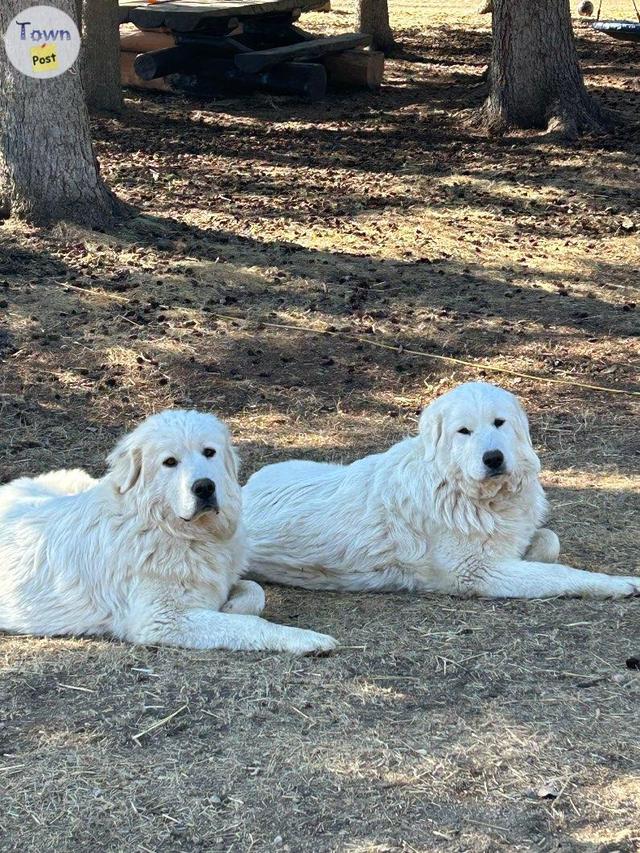 Photo of Free Great Pyrenees female dogs