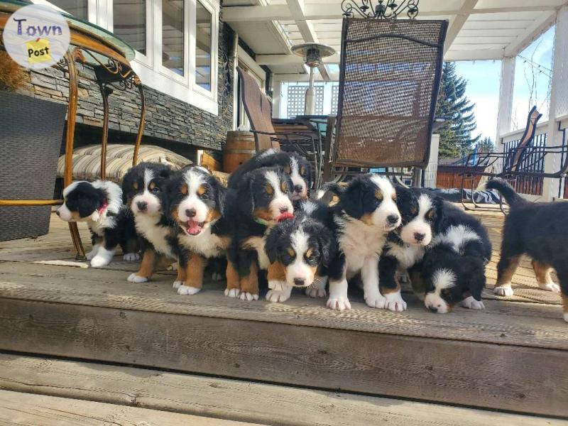 Photo of Bernese puppies 