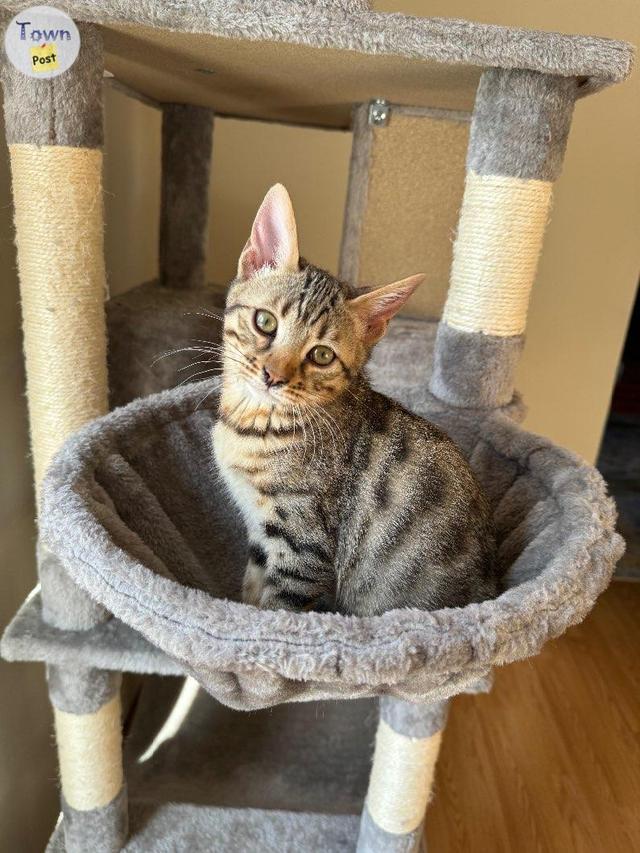 Photo of Bengal Kittens