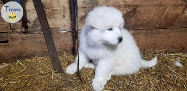 Photo of Puppies for sale - 1