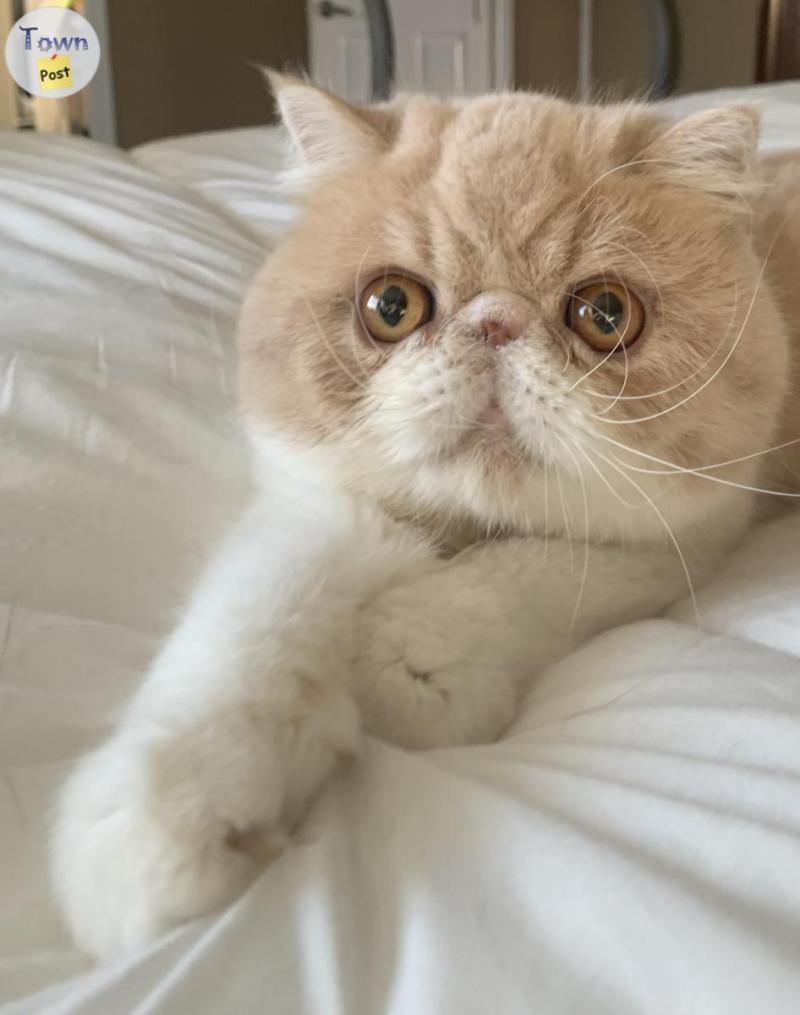 Photo of Registered stunning Exotic shorthair & Longhair Persian Kittens 