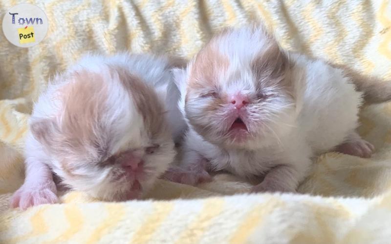 Photo of Oceanpurrls registered Persians exotic shorthair & Longhair Persian kittens 