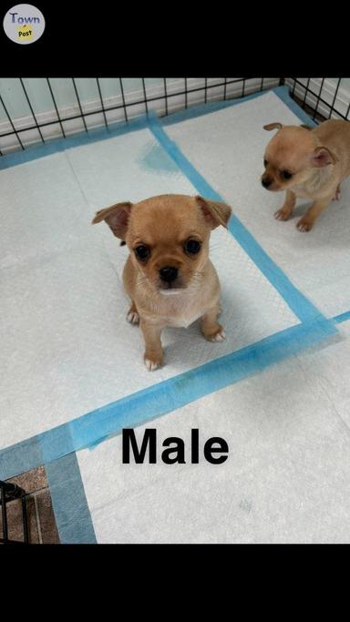 Photo of Chihuahua puppies ready March 28 - 2