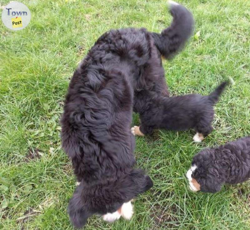 Photo of Friendly Bernese Mountain Dog Puppies