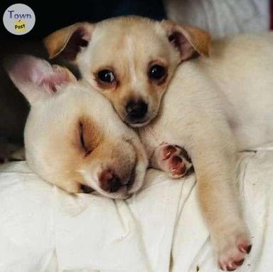 Photo of Ahaha funny chihuahua puppies  - 1