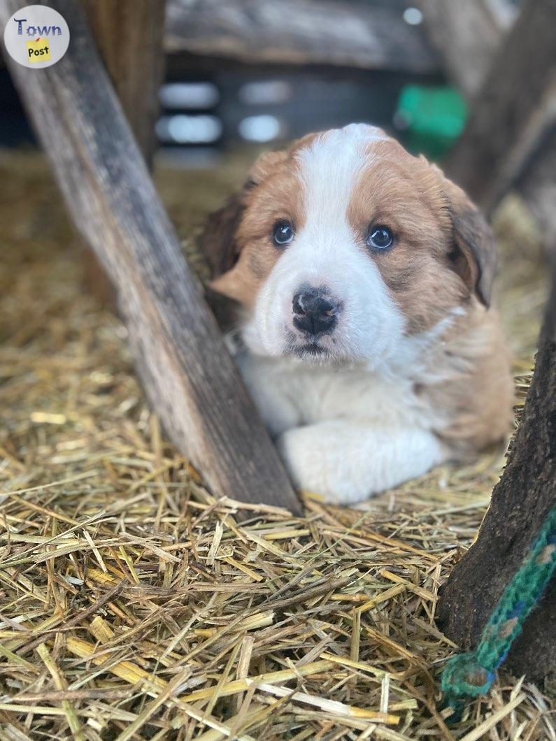 Photo of Bernese Pyrenees 