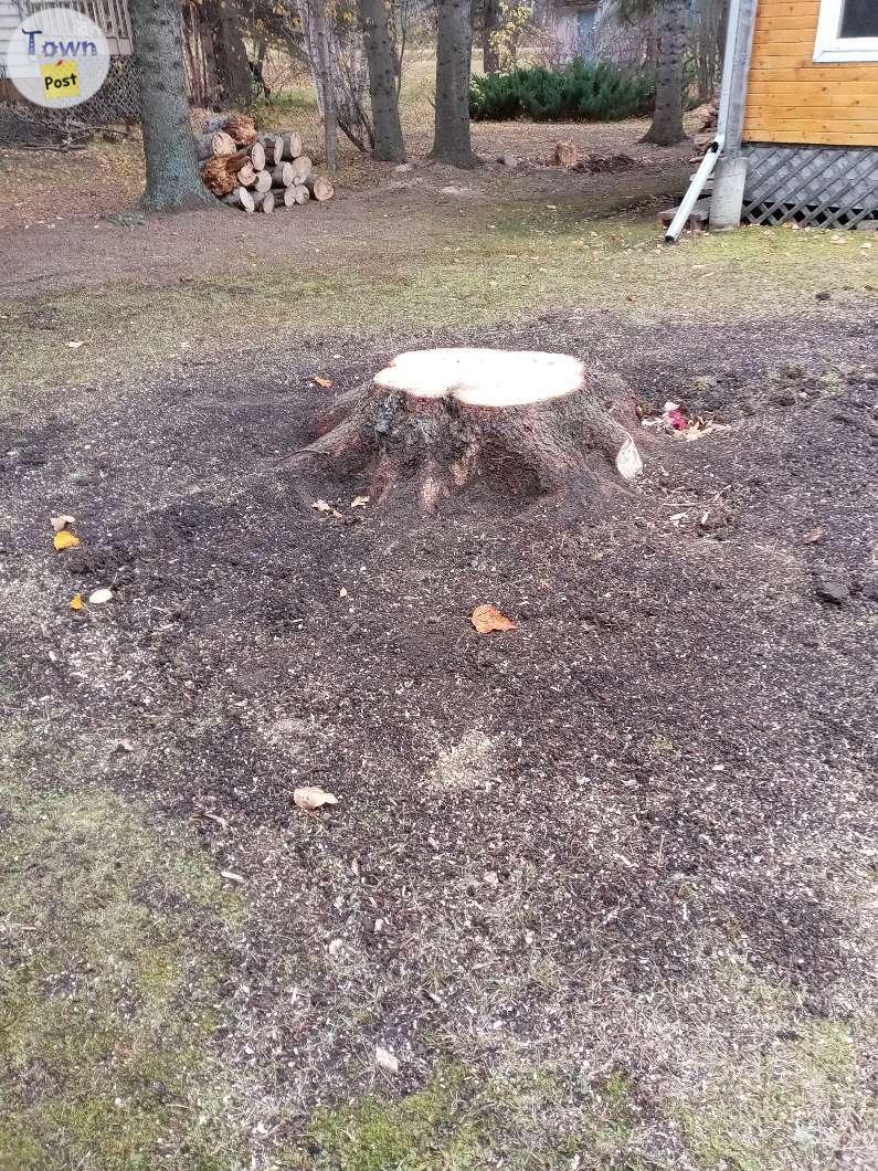 Photo of Tree removal and stump grinding 