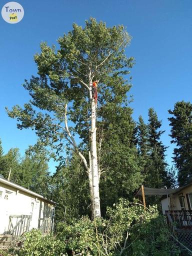 Photo of Tree removal and stump grinding  - 1