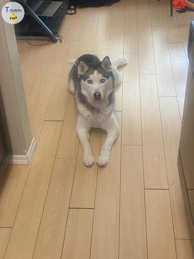 Photo of Husky for rehoming - 1