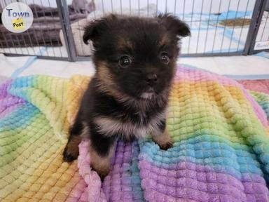 Photo of Pomeranian/powderpuff puppies - 1