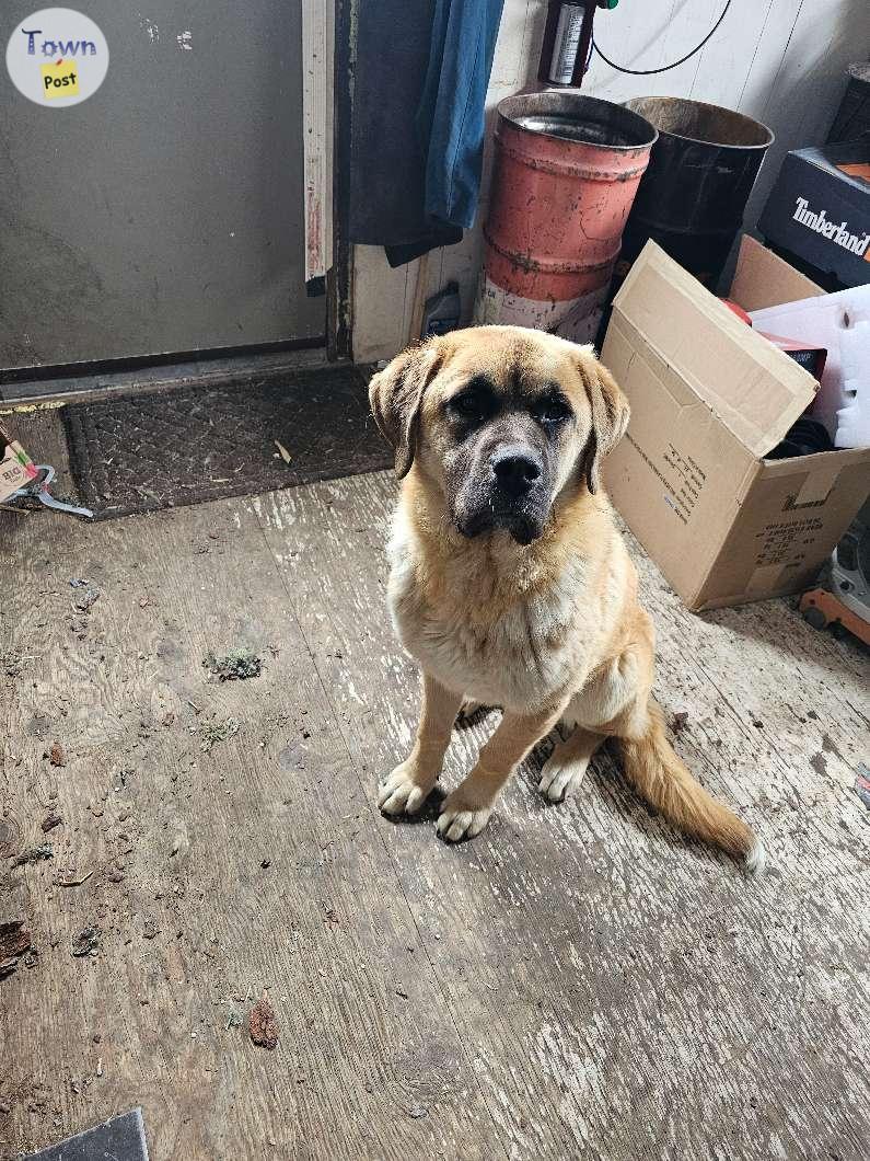 Photo of Pyreneesxmaremma/saintbernard