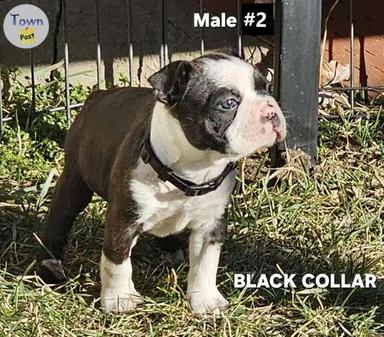 Photo of 4 Male purebred Boston Terrier puppies - 1