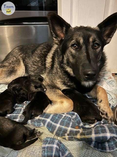 Photo of Norweigian Elkhound Puppies For Sale