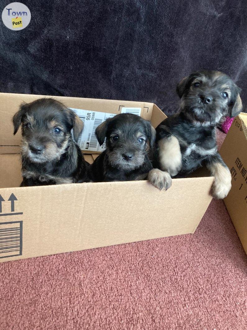 Photo of Purebred miniature schnauzers