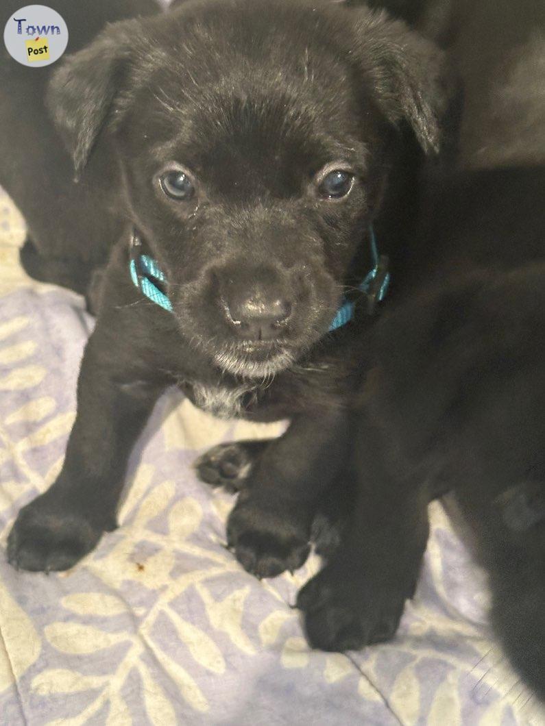 Photo of Black lab mix puppies