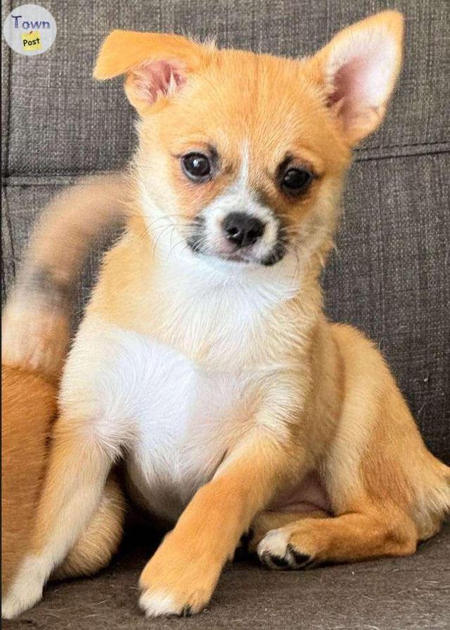 Photo of Small chihuahua mix female 