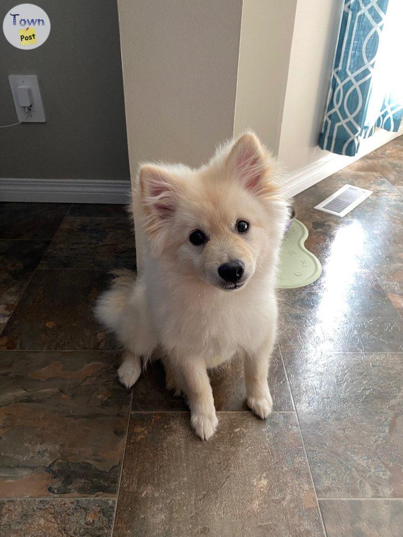 Photo of Pomeranian x American Eskimo puppy