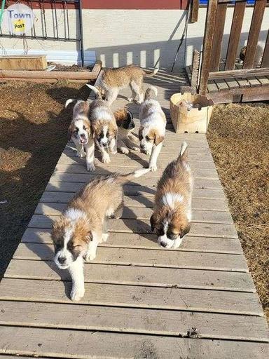 Photo of St Bernard/Maremma Cross Pups - 1