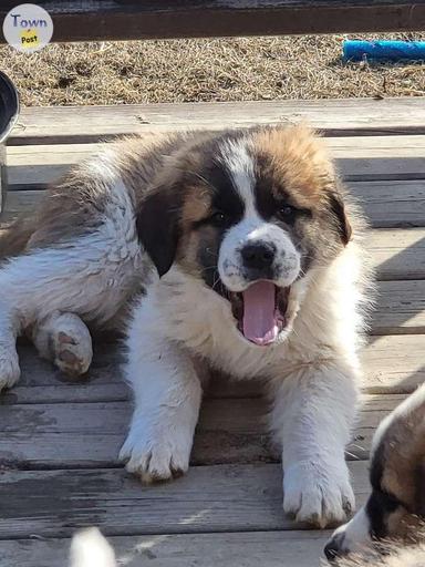 Photo of St Bernard/Maremma Cross Pups - 2