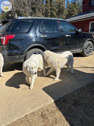 Photo of Pyrenees dogs  - 1