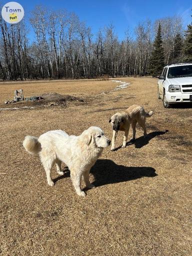 Photo of Pyrenees dogs  - 2