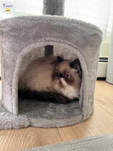 Photo of Persian x Himalayan Male kitten for sale  - 1